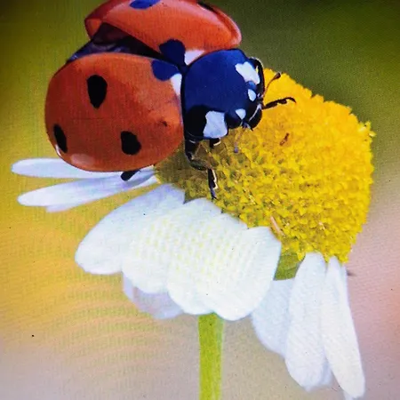 Hébergement de vacances Casa Da Caroxinha